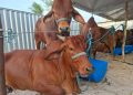 Em Campina Grande: Expapi deve movimentar R$ 30 milhões em negócios a partir deste domingo