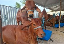 Em Campina Grande: Expapi deve movimentar R$ 30 milhões em negócios a partir deste domingo