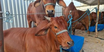 Em Campina Grande: Expapi deve movimentar R$ 30 milhões em negócios a partir deste domingo