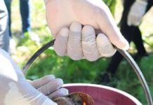 Vigilância Ambiental de João Pessoa chama atenção para os cuidados com caramujos africanos