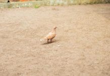 Vigilância Ambiental de João Pessoa reforça alerta para presença e riscos dos pombos no verão
